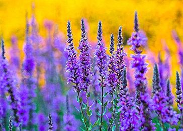 雅达利官宣新作《qomp 2》 登陆全平台发售日期待定